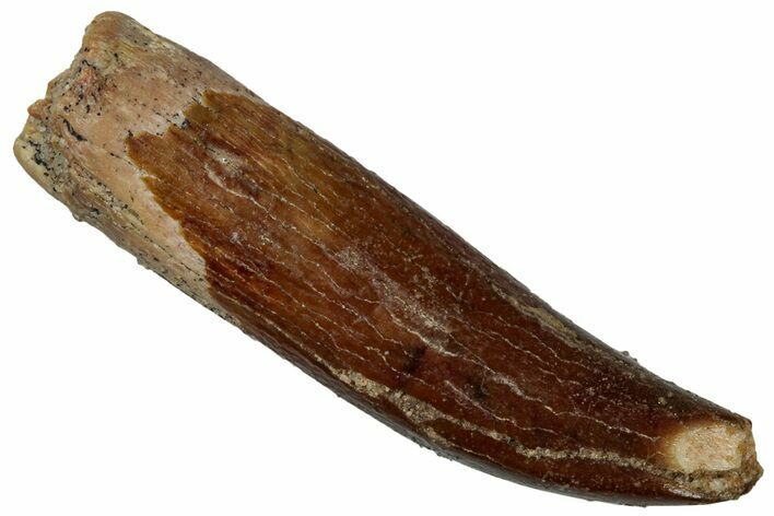 Fossil Sauropod Dinosaur (Titanosaur) Tooth - Morocco #298504